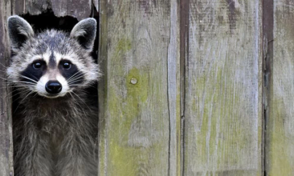 Η καθαριότητα είναι μισή αρχοντιά: Μαμά-ρακούν πλένει το φαγητό της πριν το φάει